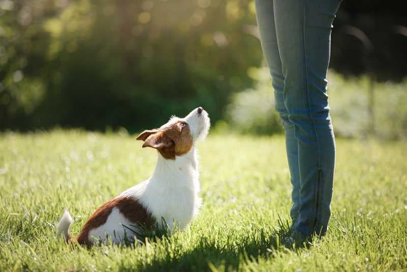 Mastering Dog Obedience in Busy Environments
